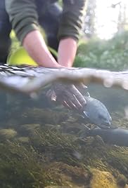 La historia de un salmón del Danubio