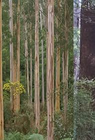 El bosque de los árboles- IMDb