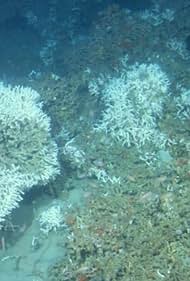 Los corales de las profundidades