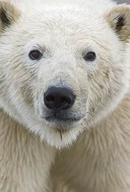 Ice Bears de la Beaufort