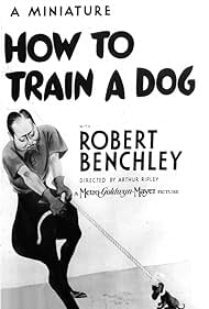 Cómo entrenar a un perro