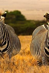 Kenya Wildlife Diarios