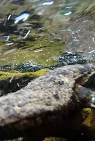 Salamander gigante