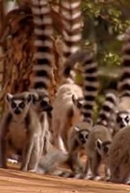 Reino de Lemur