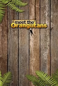 Meet the Orangutans