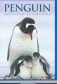 Pinguino baywatch antártida